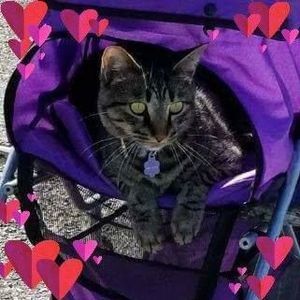 Meet your Posher, Van